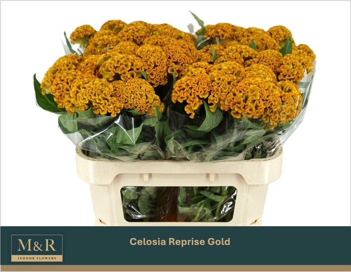 <h4>CEL C REPRISE GOLD</h4>