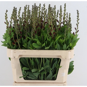 BAPTISIA AUSTRALIS