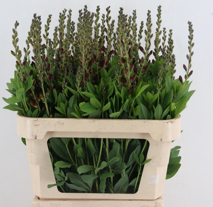 <h4>BAPTISIA AUSTRALIS</h4>