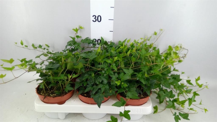 <h4>Hedera   ...green leafed</h4>