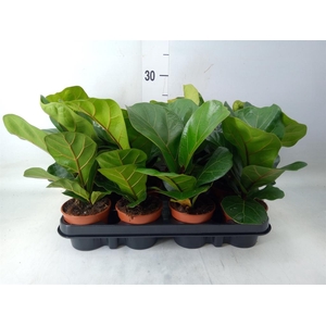 Ficus lyrata 'Bambino'