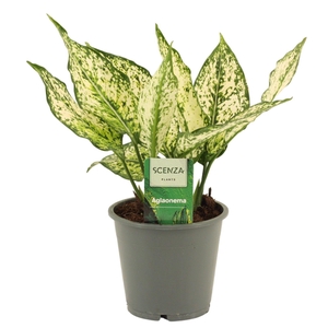 Aglaonema White Diamond 12 cm