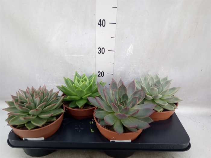 <h4>Echeveria   ...mix</h4>