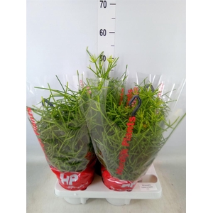 Rhipsalis heteroclada