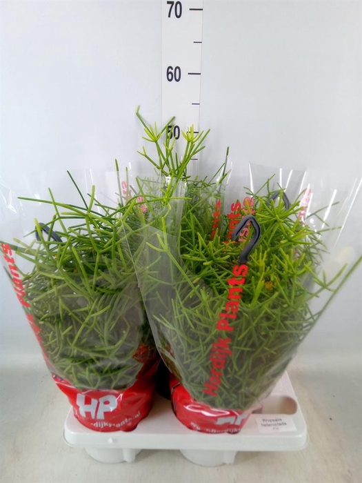 <h4>Rhipsalis heteroclada</h4>
