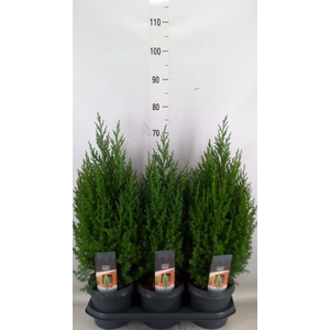 Juniperus chinensis 'Stricta'