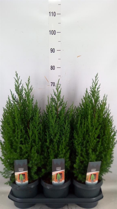 <h4>Juniperus chinensis 'Stricta'</h4>