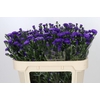 Aster Astee Dark Milka