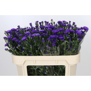 Aster Astee Dark Milka