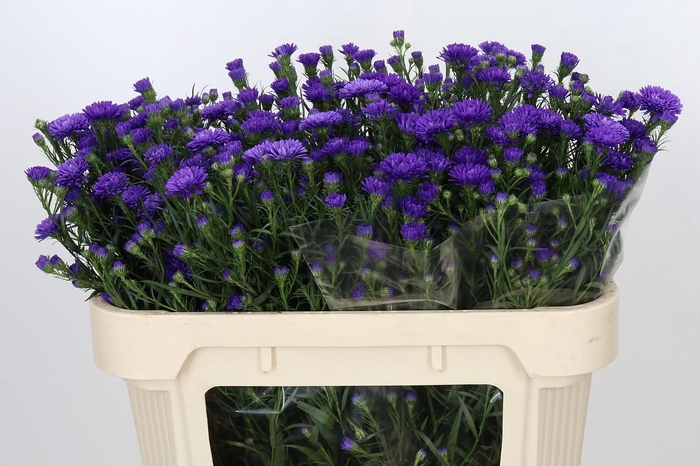 <h4>Aster Astee Dark Milka</h4>