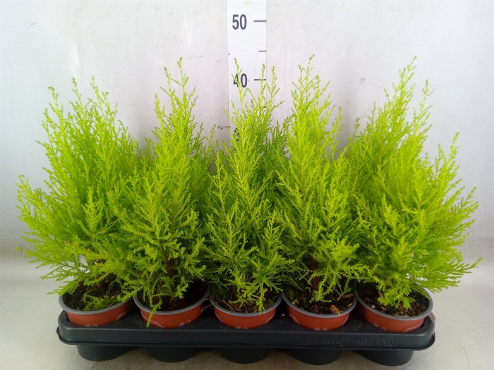 <h4>Cupressus macro. 'Goldcrest Wilma'</h4>