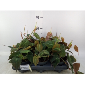 Philodendron scand. subsp. micans