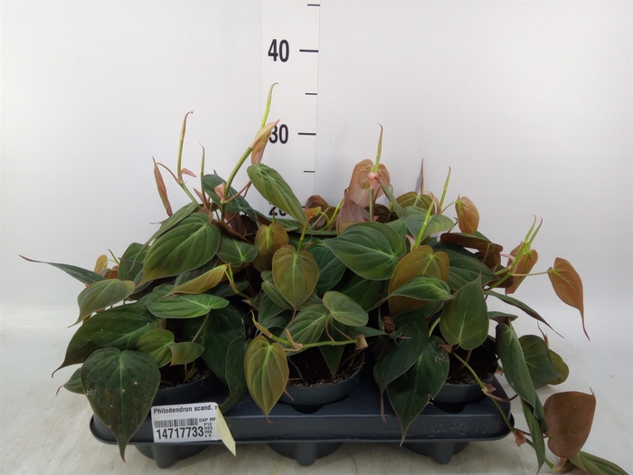 <h4>Philodendron scand. subsp. micans</h4>