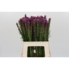Liatris Spicata