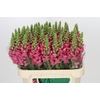 Antirrhinum Antibes Pink