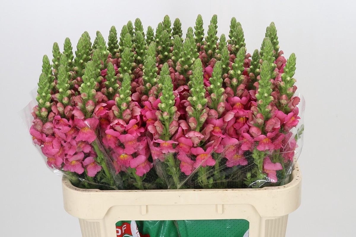 <h4>Antirrhinum Antibes Pink</h4>
