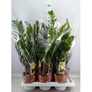 Zamioculcas zamiifolia