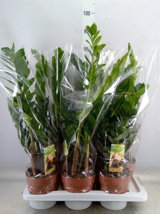 <h4>Zamioculcas zamiifolia</h4>
