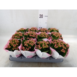 Kalanchoe  'RoseFlow Katie'