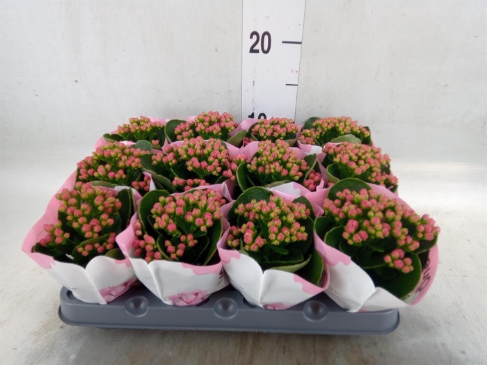 <h4>Kalanchoe  'RoseFlow Katie'</h4>