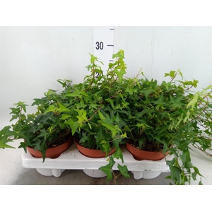Hedera helix 'Tres Coupe'