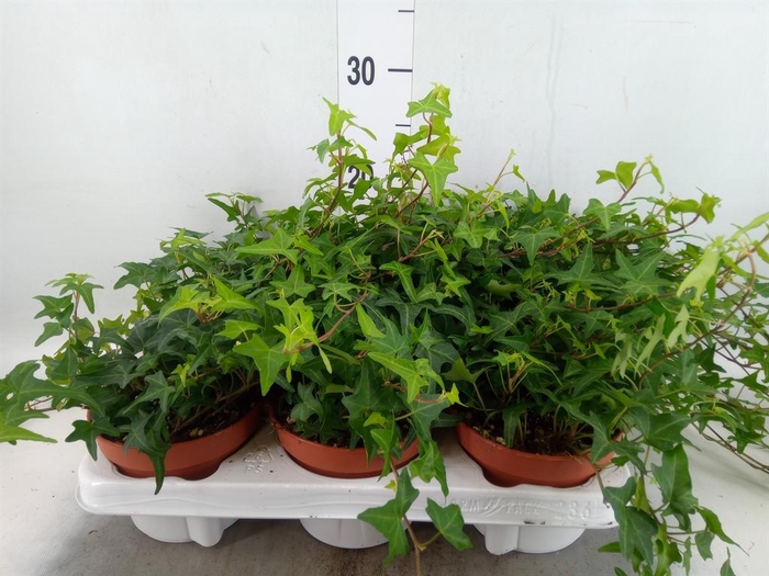 <h4>Hedera helix 'Tres Coupe'</h4>