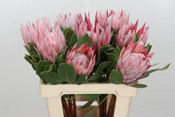 <h4>Protea Cynaroides Madiba</h4>