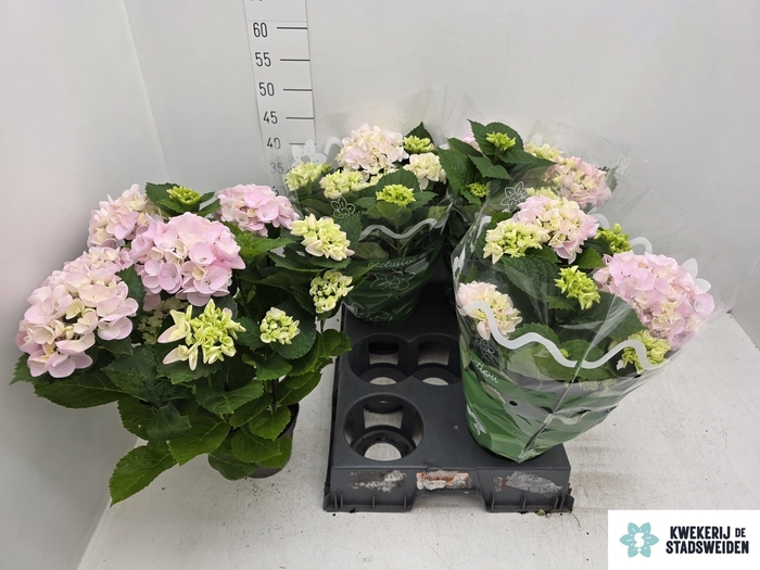 arr8 Hydr M Montreal