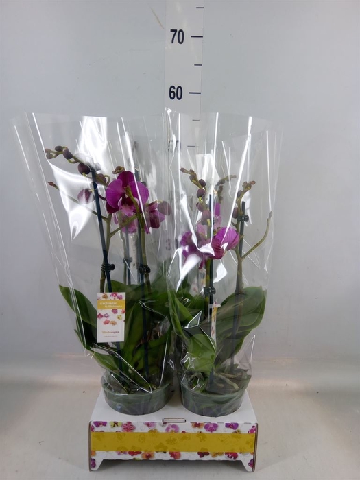 <h4>Phalaenopsis   ...lilac</h4>