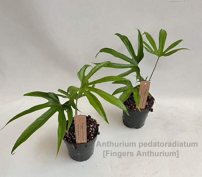 <h4>Planten Groen   ...L%</h4>