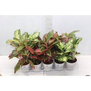AGLAONEMA VARIADA P12