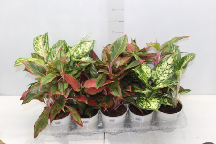 <h4>AGLAONEMA VARIADA P12</h4>