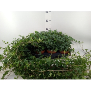 Hedera helix 'Shamrock'
