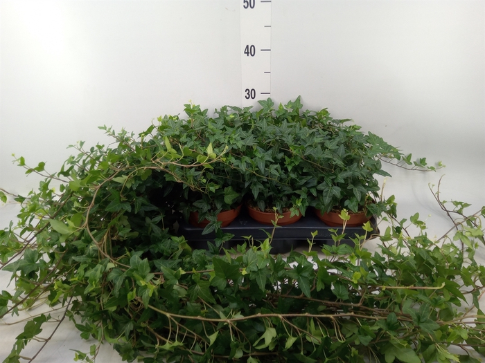 <h4>Hedera helix 'Shamrock'</h4>