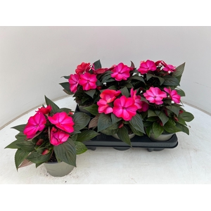 IMPAT CP CERISE FROS