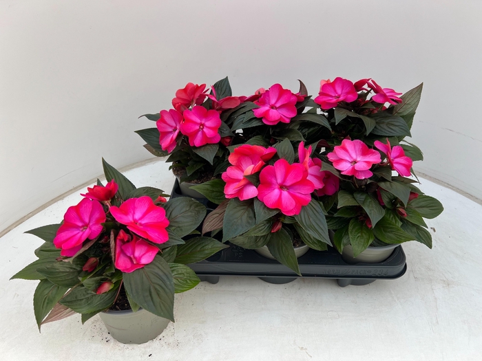 <h4>IMPAT CP CERISE FROS</h4>