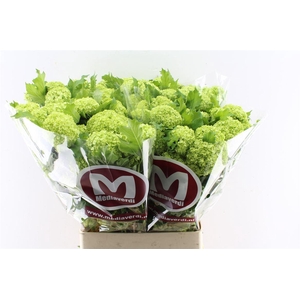 Viburnum Roseum 90cm 3 Bal