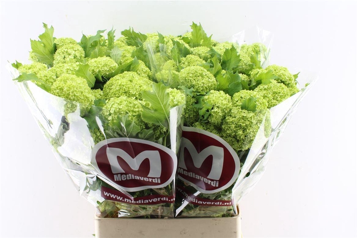 <h4>Viburnum Roseum 90cm 3 Bal</h4>