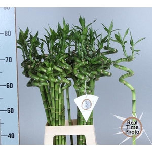 DRAC S LUCKY BAMBOO