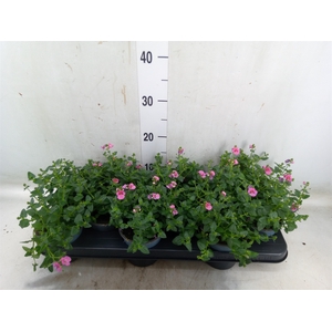 Diascia  'FlyColors Upright Appleb'