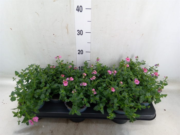 <h4>Diascia  'FlyColors Upright Appleb'</h4>