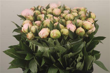 <h4>Paeo L Flor Nicholls Ex</h4>