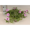 Verbena Bicolor Purple