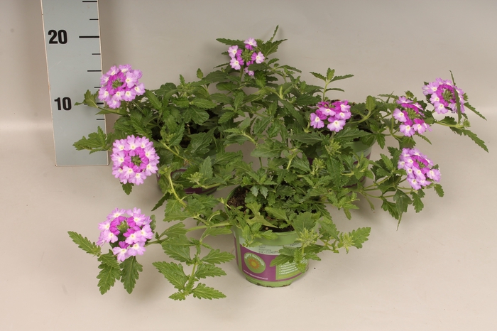Verbena Bicolor Purple