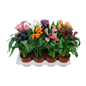 Zantedeschia gemengd Calla mix