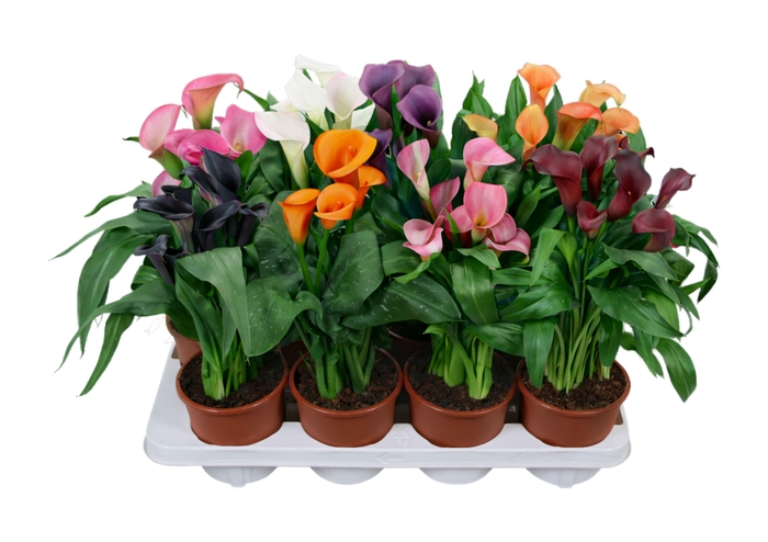 <h4>Zantedeschia gemengd Calla mix</h4>