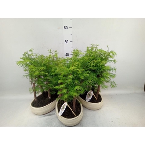Bonsai   ...