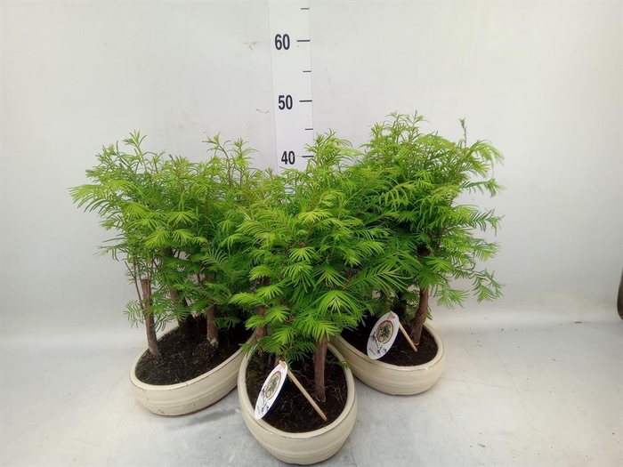 <h4>Bonsai   ...</h4>