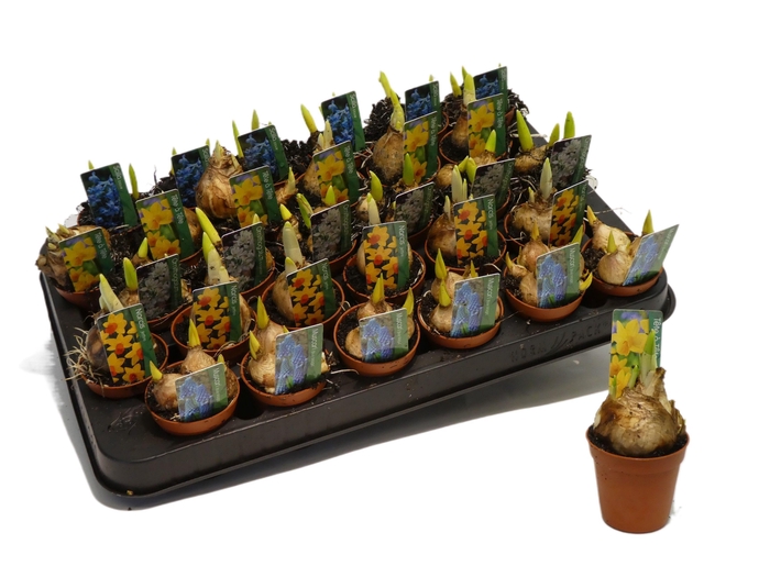 <h4>arr8 Bolbloemen Gem</h4>