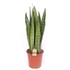 Sansevieria Zeylanica SAZE21TF